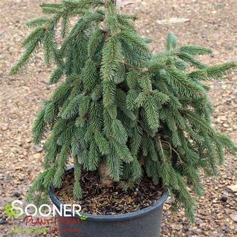 weeping norway spruce growth rate
